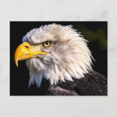 Bald Eagle Postkarte (Vorderseite)