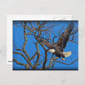Bald Eagle Postkarte (Vorne/Hinten)