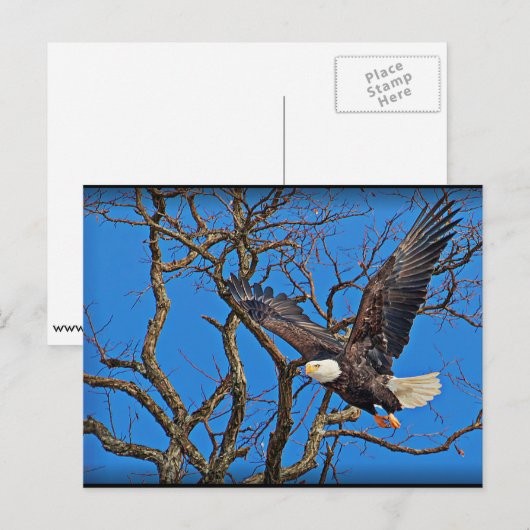 Bald Eagle Postkarte (Vorne/Hinten)
