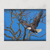 Bald Eagle Postkarte (Vorderseite)