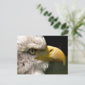 BALD EAGLE POSTKARTE (Stehend Vorderseite)