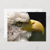 BALD EAGLE POSTKARTE (Vorne/Hinten)
