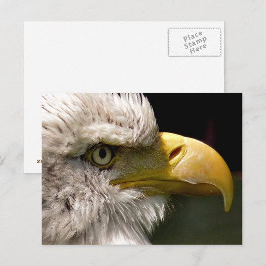 BALD EAGLE POSTKARTE (Vorne/Hinten)