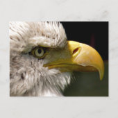 BALD EAGLE POSTKARTE (Vorderseite)