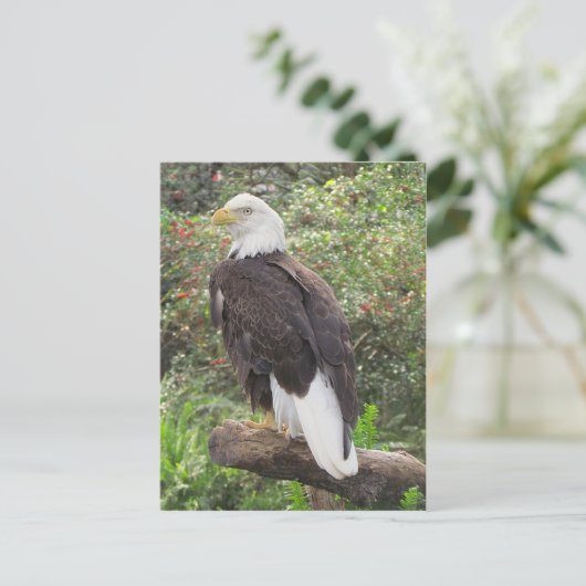 Bald Eagle Postkarte (Stehend Vorderseite)