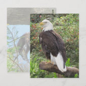 Bald Eagle Postkarte (Vorne/Hinten)