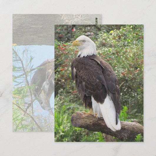 Bald Eagle Postkarte (Vorne/Hinten)