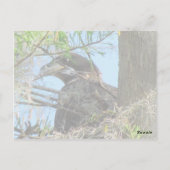 Bald Eagle Postkarte (Rückseite)