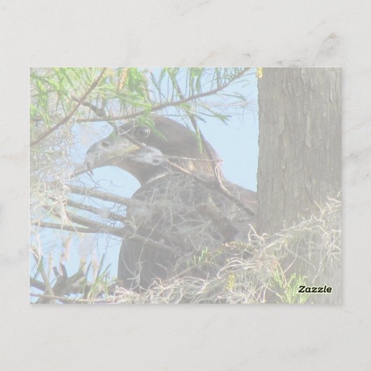 Bald Eagle Postkarte (Rückseite)