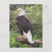 Bald Eagle Postkarte (Vorderseite)