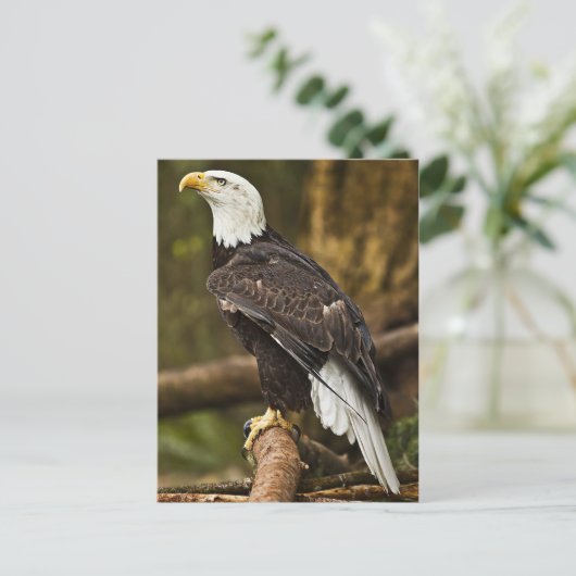 Bald Eagle Postkarte (Stehend Vorderseite)