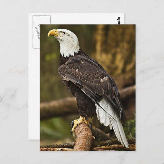 Bald Eagle Postkarte (Vorne/Hinten)