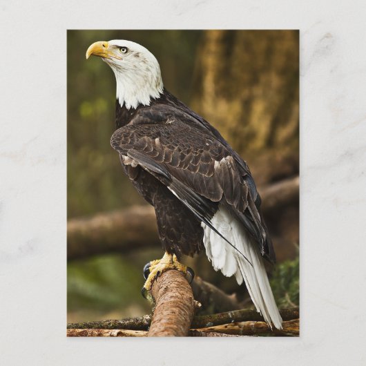Bald Eagle Postkarte (Vorderseite)