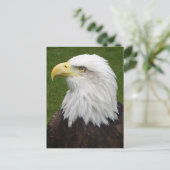 Bald Eagle Postkarte (Stehend Vorderseite)
