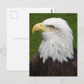 Bald Eagle Postkarte (Vorne/Hinten)