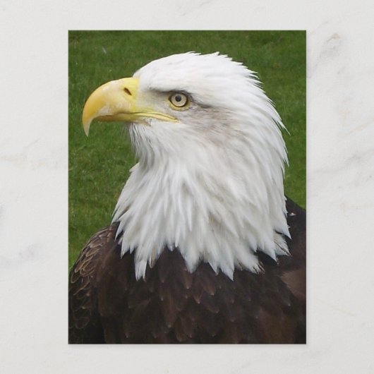 Bald Eagle Postkarte (Vorderseite)