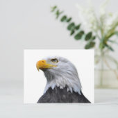 Bald Eagle Postkarte (Stehend Vorderseite)
