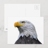 Bald Eagle Postkarte (Vorne/Hinten)