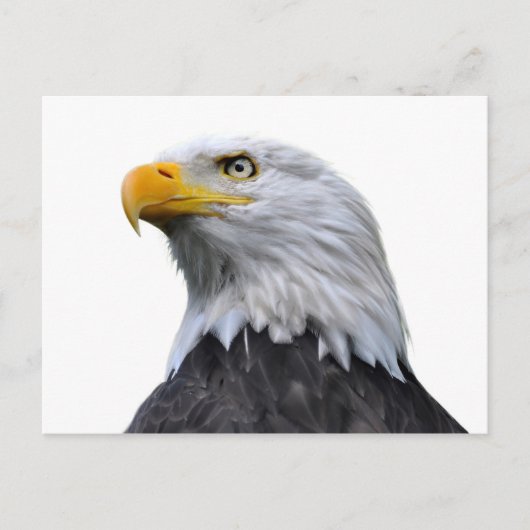 Bald Eagle Postkarte (Vorderseite)