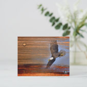BALD EAGLE POSTKARTE (Stehend Vorderseite)