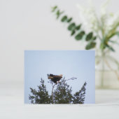 Bald Eagle Postkarte (Stehend Vorderseite)