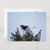 Bald Eagle Postkarte (Vorne/Hinten)