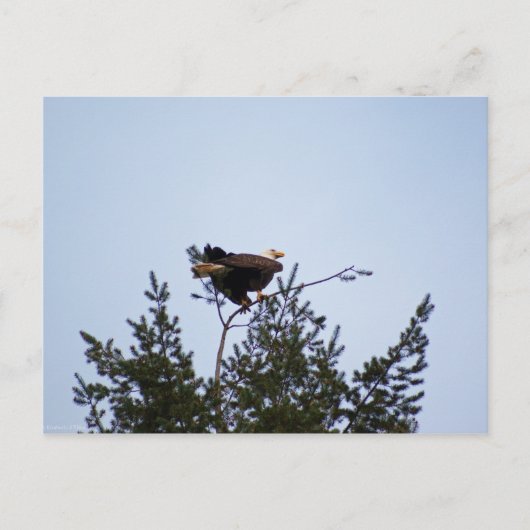 Bald Eagle Postkarte (Vorderseite)