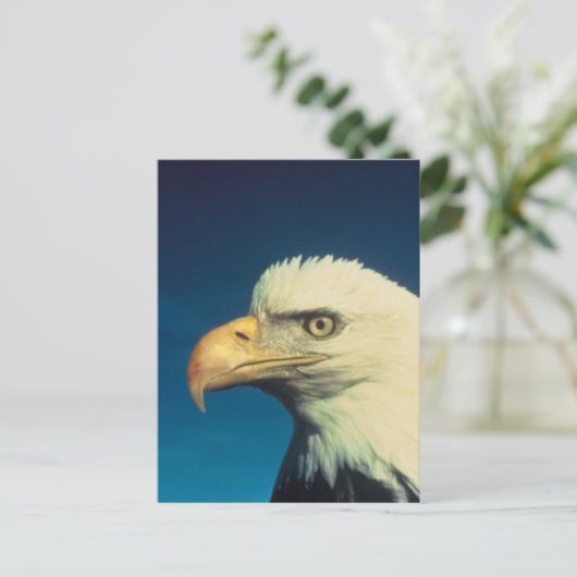 Bald Eagle Postkarte (Stehend Vorderseite)