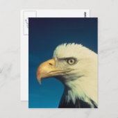 Bald Eagle Postkarte (Vorne/Hinten)