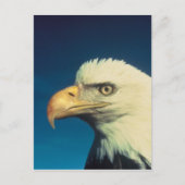Bald Eagle Postkarte (Vorderseite)