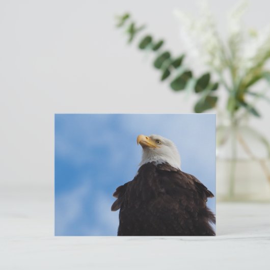 Bald Eagle Postkarte (Stehend Vorderseite)