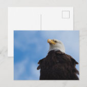 Bald Eagle Postkarte (Vorne/Hinten)