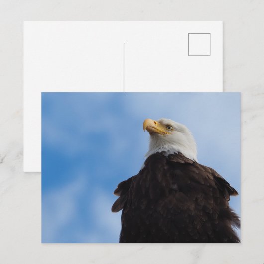 Bald Eagle Postkarte (Vorne/Hinten)