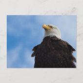 Bald Eagle Postkarte (Vorderseite)