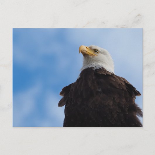 Bald Eagle Postkarte (Vorderseite)