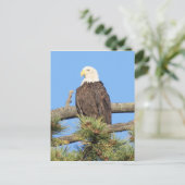 Bald Eagle Postkarte (Stehend Vorderseite)