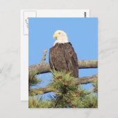 Bald Eagle Postkarte (Vorne/Hinten)