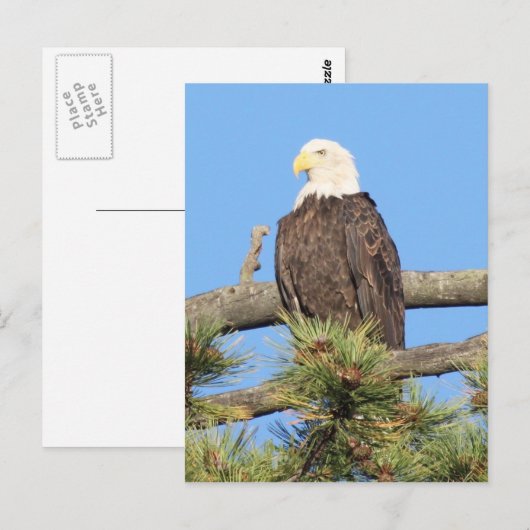 Bald Eagle Postkarte (Vorne/Hinten)