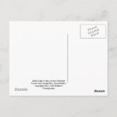 Bald Eagle Postkarte (Rückseite)