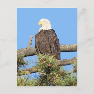 Bald Eagle Postkarte