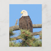 Bald Eagle Postkarte (Vorderseite)