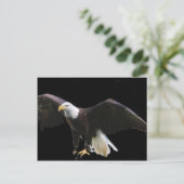 Bald Eagle Postkarte (Stehend Vorderseite)