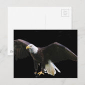 Bald Eagle Postkarte (Vorne/Hinten)