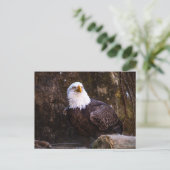 Bald Eagle Postkarte (Stehend Vorderseite)