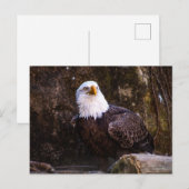 Bald Eagle Postkarte (Vorne/Hinten)