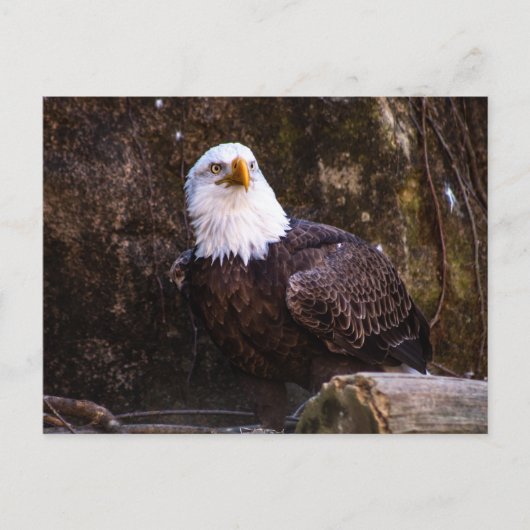 Bald Eagle Postkarte (Vorderseite)