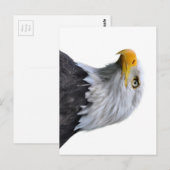 Bald Eagle Postkarte (Vorne/Hinten)