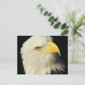 Bald Eagle Postkarte (Stehend Vorderseite)