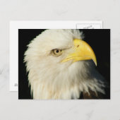 Bald Eagle Postkarte (Vorne/Hinten)