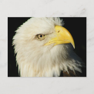 Bald Eagle Postkarte